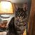 Nate-Laura Lamberth's profile image