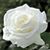Sondra Roberts's profile image