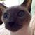 Ivadell Palko's profile image