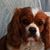 Donna Adams Organski's profile image