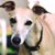 Karen Bowers Lee's profile image