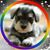 Steffi Lee's profile image