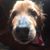 Sharon N Bob Hartlove's profile image