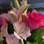 Dody D'Alberto Tibbitts's profile image