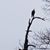 Liana Chisler's profile image