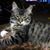 Susan Kress's profile image
