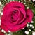 Viviana Rodriguez-Peña's profile image