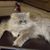 Becky Whitmer's profile image