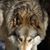 Cheya Snarr's profile image