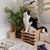 Carrie Shaked's profile image