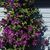 Joann Santo's profile image