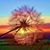 Robin Periard Pabis's profile image