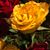 Julie White's profile image