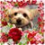 Cynthia Alongi's profile image