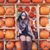 Kaelyn Qureshi's profile image