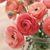 Rose Fritz's profile image