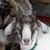 Angel Tabbert-Boyd's profile image