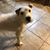Laura Saveriano Castricone's profile image