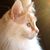 Marsha L. Elliott's profile image