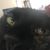 Karen Vinet's profile image