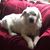 Jennifer Pace Kiebzak's profile image