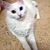 Miumiu Ching's profile image
