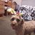 Sherrie Lee's profile image