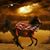 Debbie Gilbert's profile image