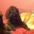 Becky Wolfer's profile image