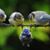 Vickie L Adizas's profile image