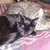 Cecilia Hendriks's profile image