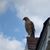 Mike Dauphin's profile image