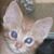 Alisa Burroughs's profile image