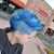 Sammie Sullivan's profile image