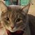 Andrea Alvis's profile image