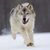 Plamen Mateev's profile image