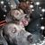 Michele Geissler's profile image