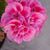 Linda Gray Takeuchi's profile image