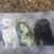 Liz Knox Beyer's profile image