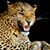 DI Shawna Webb's profile image