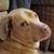 Dick Gadd's profile image