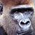 Joseph Lalor's profile image