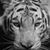 David Randall's profile image
