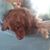 PeterandTracy Davis's profile image