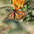 Kathy Williams Blemmel's profile image