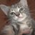 Patty Tbear's profile image