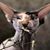 Henriette Steffensen's profile image