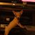Phyllis Bankston's profile image