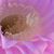 Bix da Bix's profile image