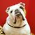 Ann Vars Callens's profile image